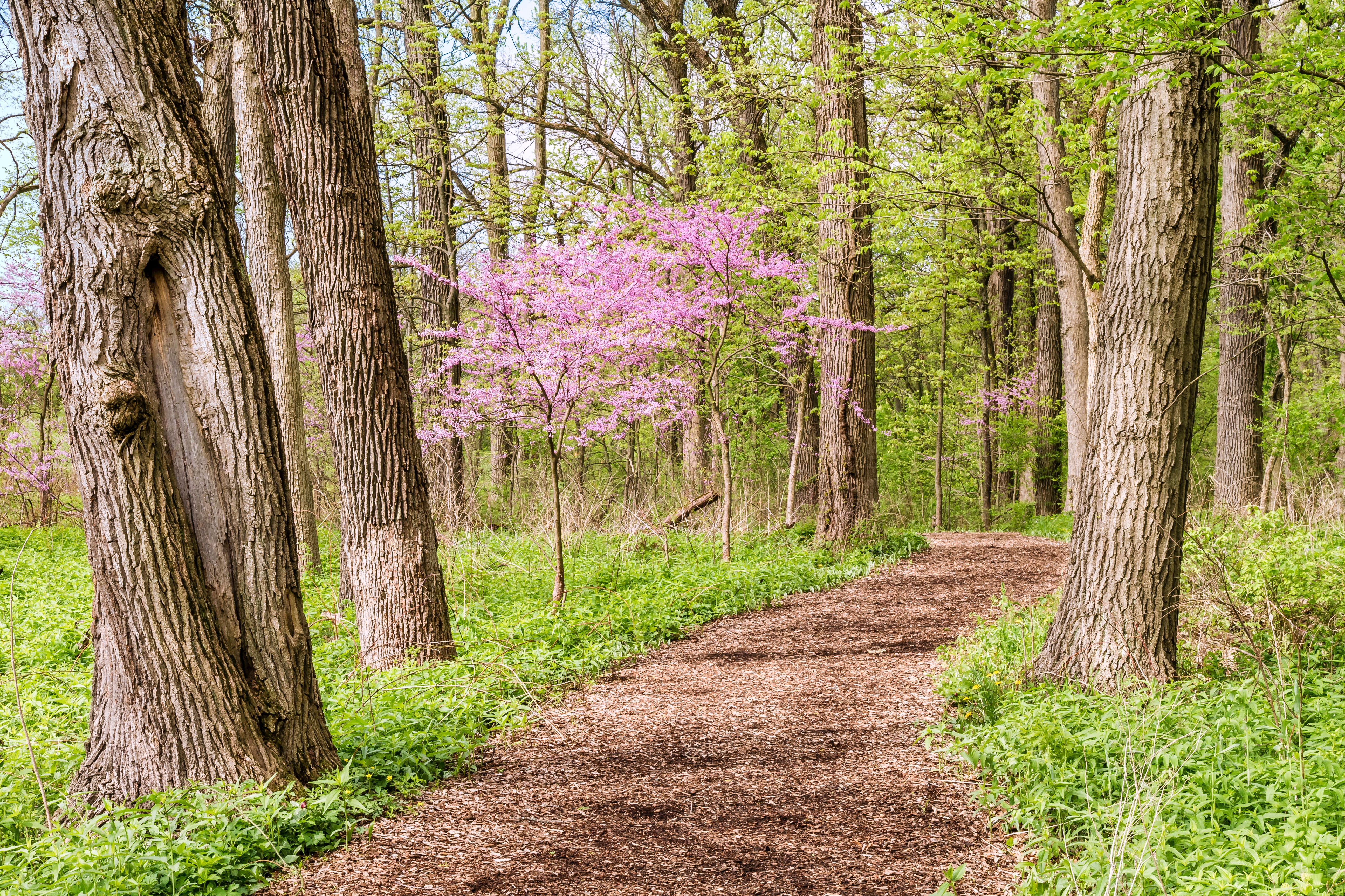 Pink blossoms among a summer path, therapy can help clients discover new and surprising insights and areas of growth.