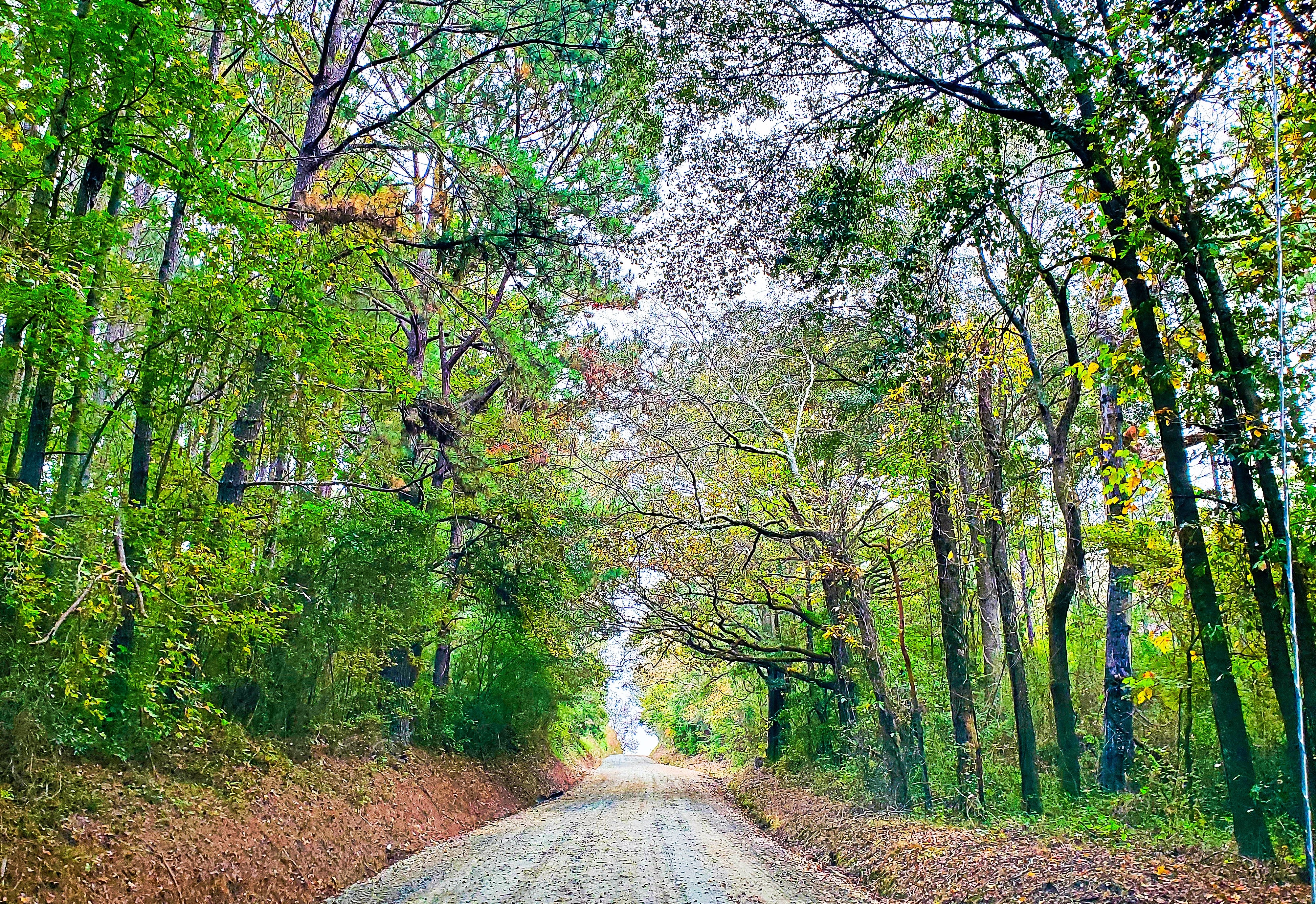 Vibrant summer leaves and a path, growth through therapy can lead one into new and enriching paths.