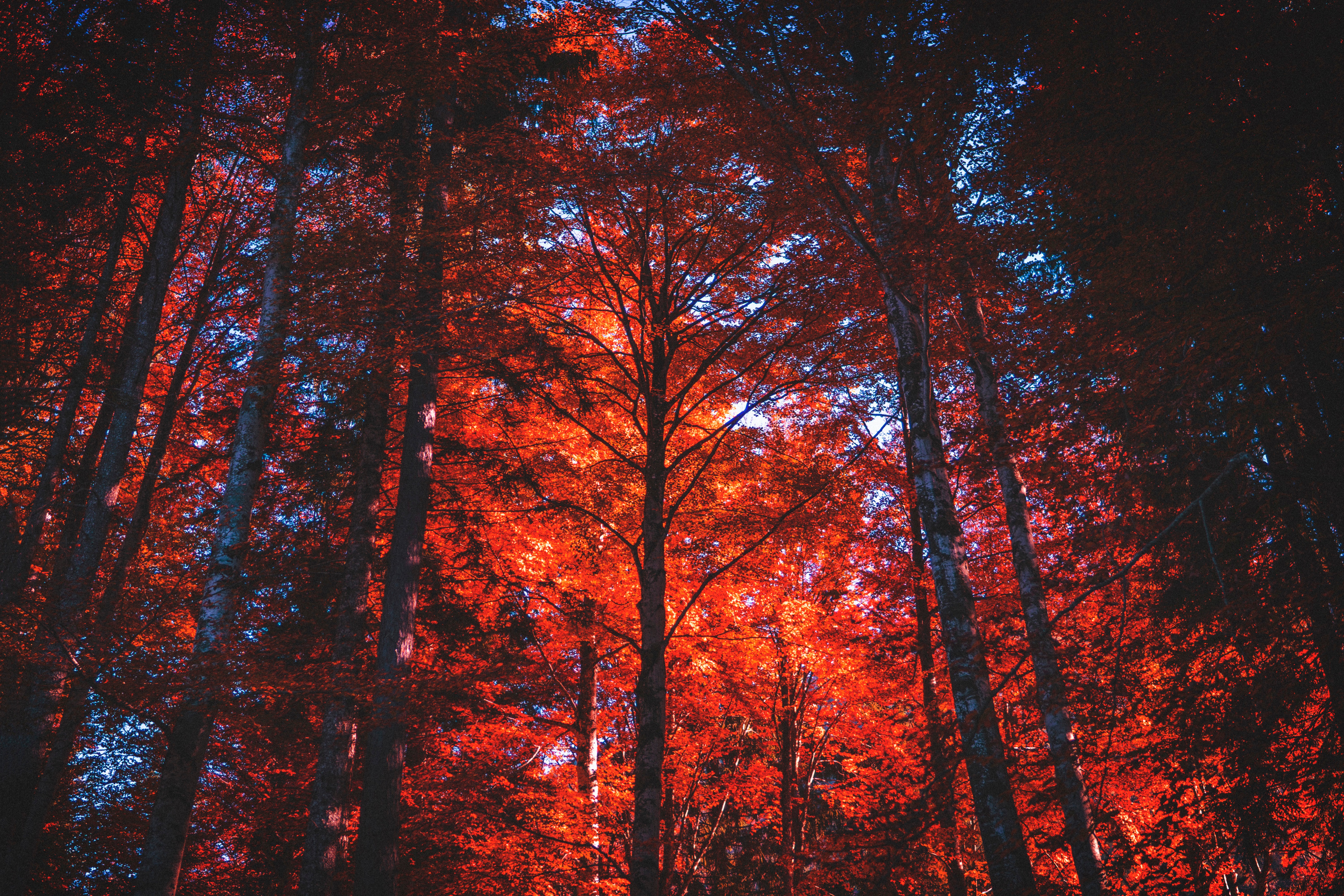 Blazing red trees show the power of clients claiming their faith questions and moving through them to a stronger sense of identity.